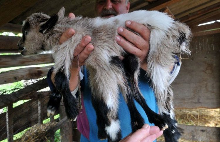 农场现一只奇异山羊，不仅长了8条腿，还拥有两套生殖器